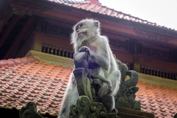 Affen Auf Einem Tempeldach Heiligen Affenwald Ubud Bali Indonesien — Stockfoto