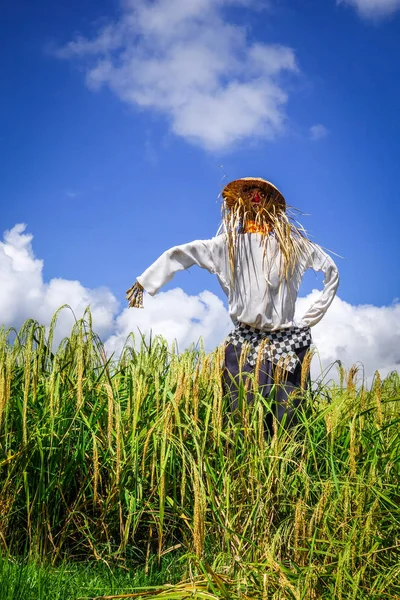 Straw scarecrow in Jatiluwih paddy field rice terraces Bali, Indonesia