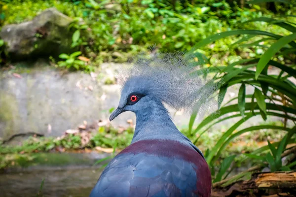 Pigeon Couronné Ouest Dans Forêt Tropicale Humide — Photo