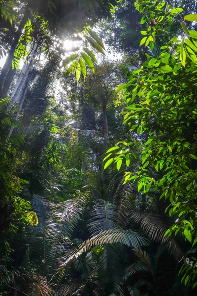 Джунглях Краєвид Тропічного Лісу Тамані Негара Національний Парк Малайзія — стокове фото