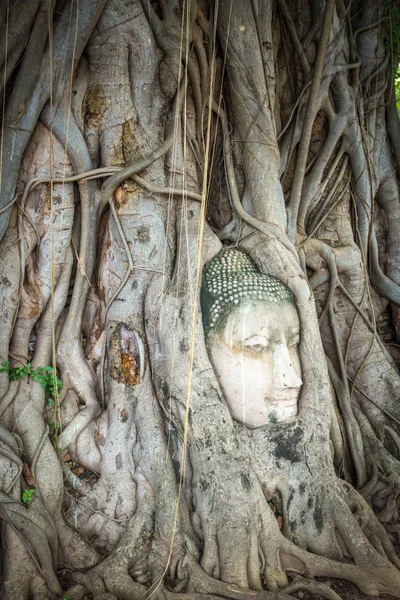 Budda Głowa Korzeniach Drzew Świątynia Wat Phra Mahathat Ayutthaya Tajlandia — Zdjęcie stockowe