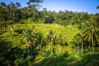 Çeltik tarlası pirinç terasları, kaplama, Ubud, Bali, Endonezya