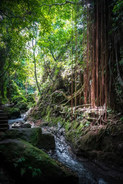 Paesaggio Fluviale Nella Foresta Sacra Delle Scimmie Ubud Bali Indonesia — Foto Stock