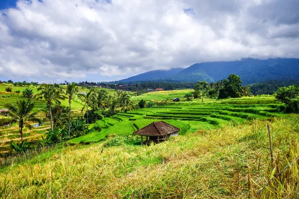 Jatiluwih Mező Hántolatlan Rizs Teraszok Bali Indonézia — Stock Fotó