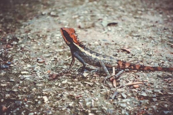 Lagarto Crested na selva, Khao Sok, Tailândia — Fotografia de Stock