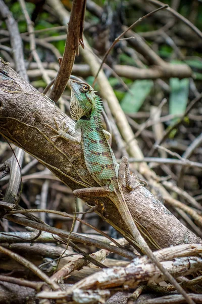 Crested Lizard in jungle, Khao Sok, Thailand — Stock Photo, Image