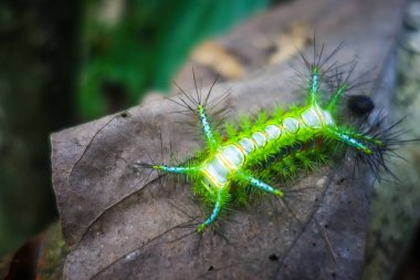 Şok edici Slug Caterpillar, Taman Negara Milli Parkı, Malezya