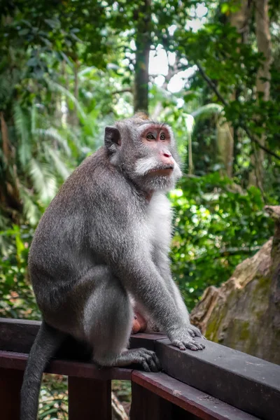 Monkey in the Monkey Forest, Ubud, Bali, Indonesia — Stock Photo, Image