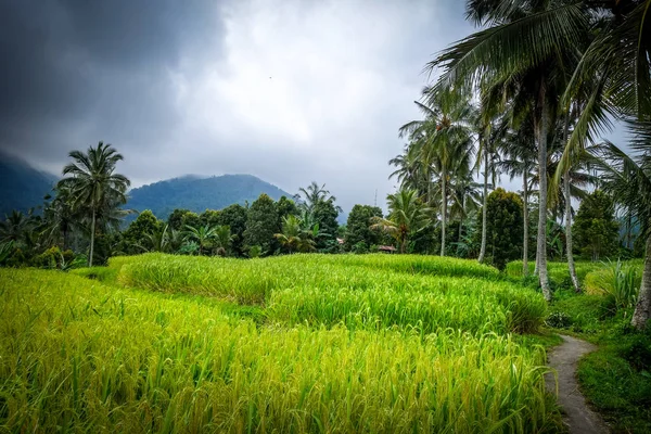 Rizsmező rizs teraszok, Munduk, Bali, Indonézia — Stock Fotó