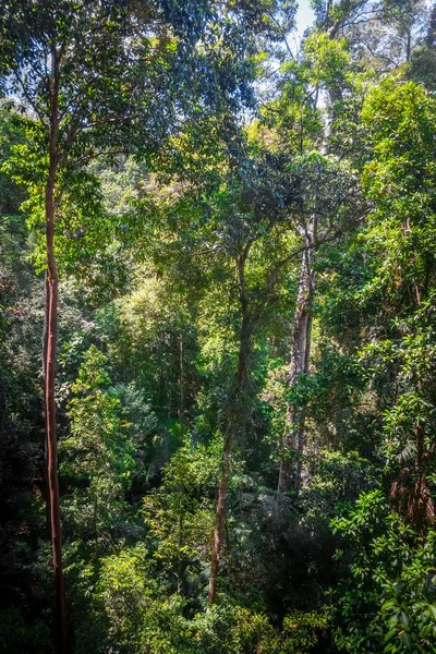 Canopy en la selva, Parque Nacional Taman Negara, Malasia —  Fotos de Stock