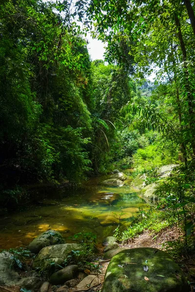 Río en selva tropical, Khao Sok, Tailandia —  Fotos de Stock