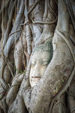 Buda'nın kafasından Ağaç kökleri, Wat Mahathat, Ayutthaya, Tayland