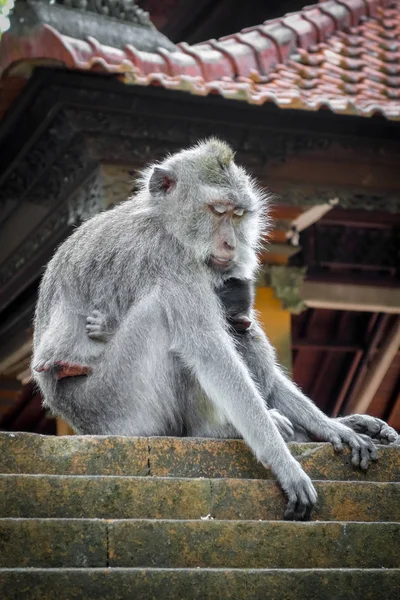 Bir tapınak maymunlar maymun orman, Ubud, Bali, Indon çatı — Stok fotoğraf