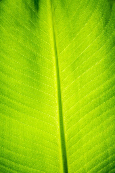 Green palm leaf macro view