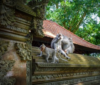 Bir tapınak maymunlar maymun orman, Ubud, Bali, Indon çatı