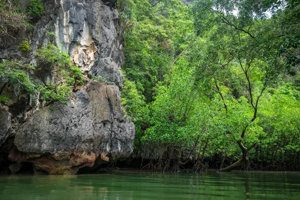 Mangrove in Phang Nga Bay, Thailand — Stock Photo, Image