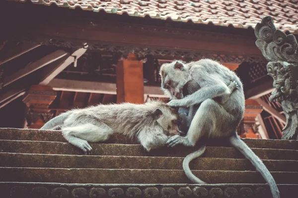 Monkeys on a temple roof in the Monkey Forest, Ubud, Bali, Indon — Stock Photo, Image