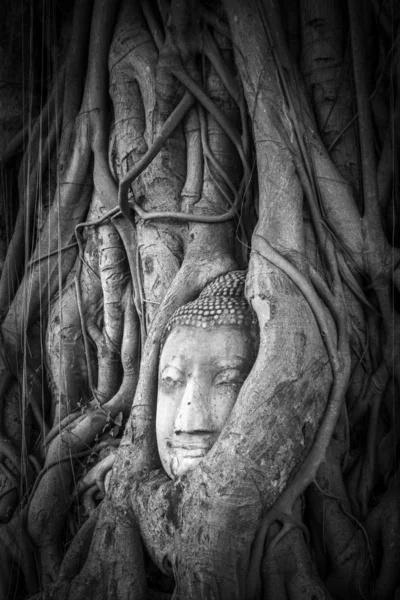 Buddha-fej, a fa gyökerei, Wat Mahathat, Ayutthaya, Thaiföld — Stock Fotó