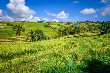 Jatiluwih çeltik tarlası pirinç terasları, Bali, Endonezya
