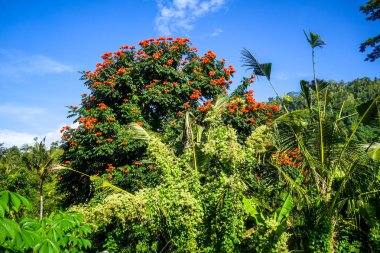 Yeşil alanlarda plantasyonlar, Sidemen, Bali, Endonezya