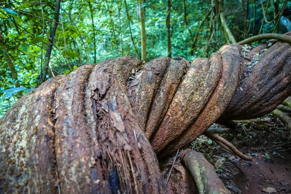 Óriás gyökerek a dzsungelben, Khao sok, Thaiföld — Stock Fotó