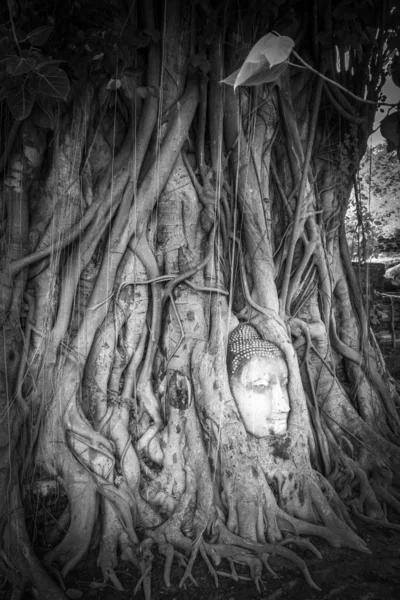 Buda'nın kafasından Ağaç kökleri, Wat Mahathat, Ayutthaya, Tayland — Stok fotoğraf