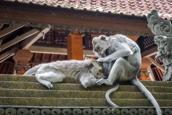 Monkeys on a temple roof in the Monkey Forest, Ubud, Bali, Indon — Stock Photo, Image