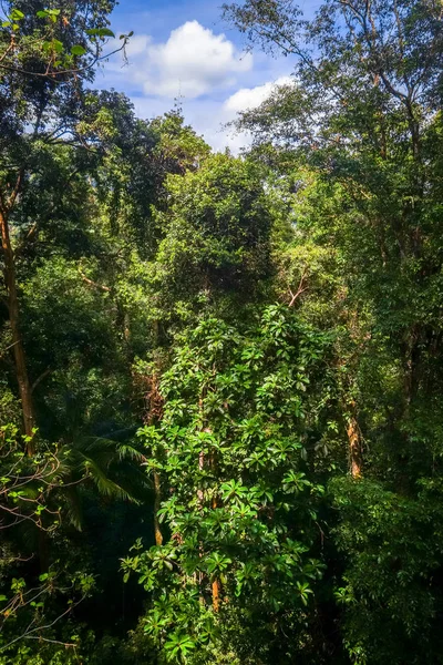 Канопія в джунглях, національний парк Таман Негара, Малайзія — стокове фото