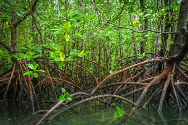 Mangrov, Phang Nga Bay, Tayland