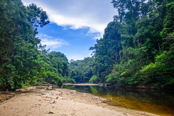 River in Jungle rainforest Taman Negara national park, Malaysia — Stock Photo, Image