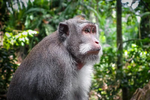 Monkey in the Monkey Forest, Ubud, Bali, Indonesia — Stock Photo, Image