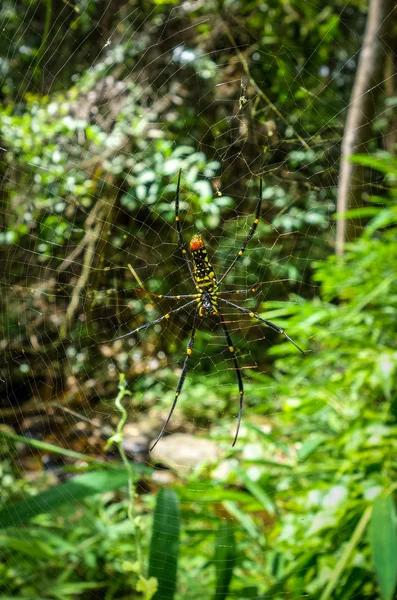 Ormanda orb dokumacı örümcek, Chiang Mai, Tayland — Stok fotoğraf