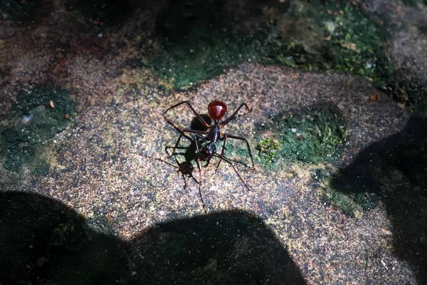 Grande fourmi, parc national Taman Negara, Malaisie — Photo