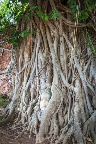 Bouddha tête dans les racines des arbres, Wat Mahathat, Ayutthaya, Thaïlande — Photo