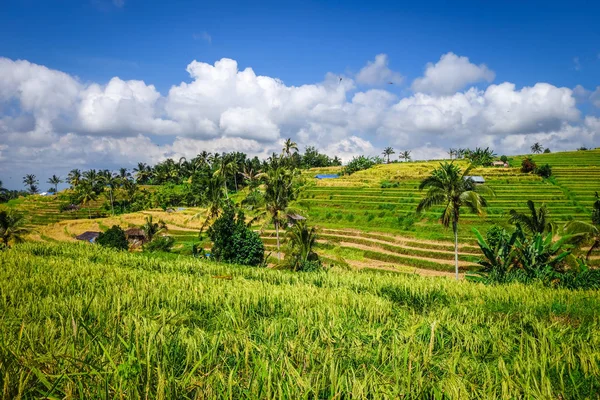 Jatiluwih Paddy mező rizs teraszok, Bali, Indonézia — Stock Fotó
