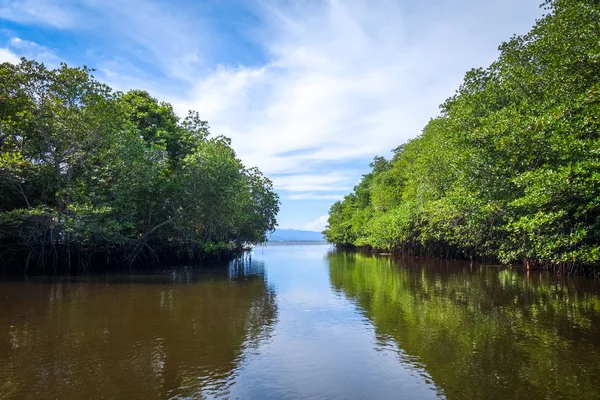 Mangrove in Nusa Lembongan Island, Bali, Indonesien — Stockfoto