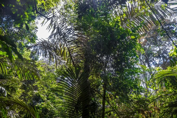 Paisaje de la selva Parque nacional Taman Negara, Malasia — Foto de Stock