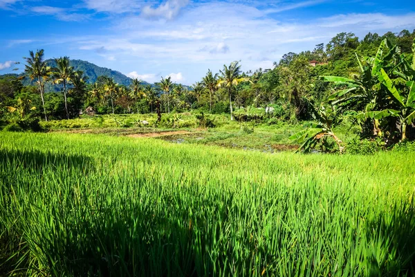 Zöld rizsföldek, Sidemen, Bali, Indonézia — Stock Fotó