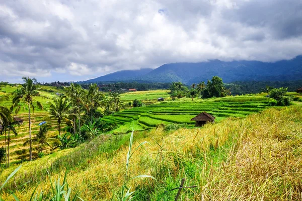 Jatiluwih Paddy pola ryżu tarasy, Bali, Indonezja — Zdjęcie stockowe