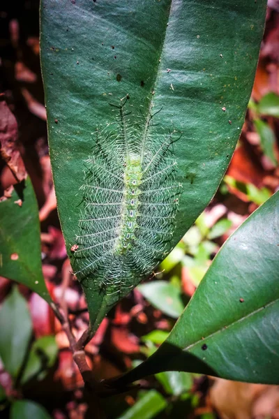 Common Baron Caterpillar, Parque Nacional Taman Negara, Malasia — Foto de Stock