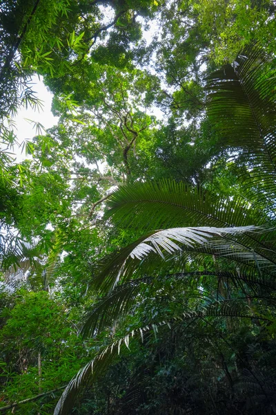 Jungle forest, Khao Sok, Thaïlande — Photo