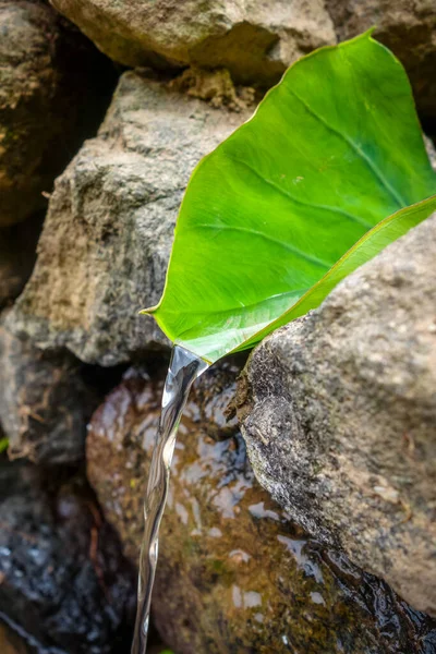 Fuente Hojas Naturales Santo Antao Cabo Verde África — Foto de Stock