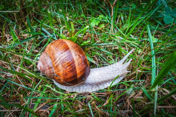 Snail Grass Close Background Macro Photography — Stock Photo, Image