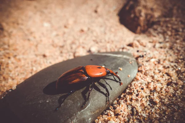 Red palm weevil snout beetle on a stone. Rhynchophorus ferrugineus