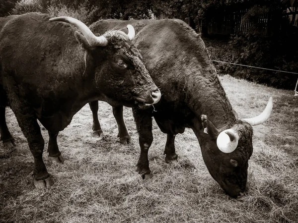 Grazing Salers Beef Cantal Mountain Fields France Black White Photography — Stock Photo, Image