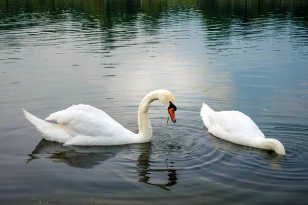 Bonito Cisne Branco Nadando Uma Lagoa — Fotografia de Stock