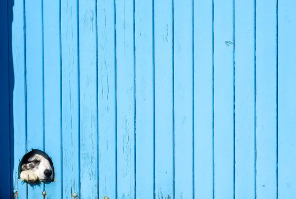 Graniczny Pies Collie Ukrywający Się Niebieską Drewnianą Ścianą — Zdjęcie stockowe