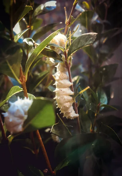 Белая Тропическая Гусеница Бабочки Ветке Дерева Макрофотография — стоковое фото