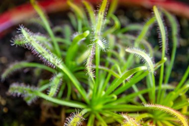 Güneş delikleri etobur bitkiler. Drosera Capensis yakın plan görüntüsü