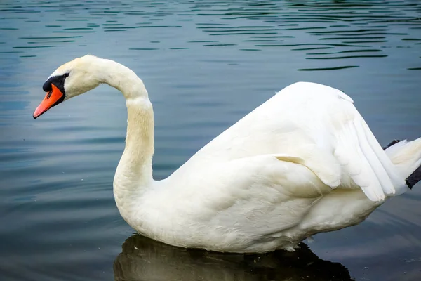 Bonito Cisne Branco Nadando Uma Lagoa — Fotografia de Stock